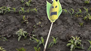 Un symbole anti-OGM dans un champ du sud de la France