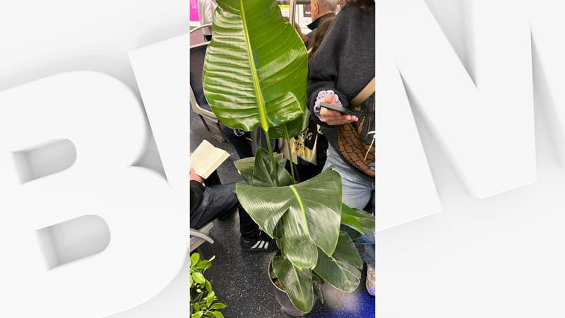 Verbalisée pour une plante trop grande dans le métro: la RATP va rembourser...