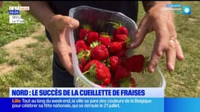 Seclin: la cueillette des fraises rencontre du succès 