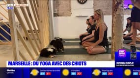 Marseille: des cours de yoga organisés avec des chiots