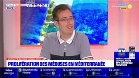 "Des bancs de méduses dès la mi-juin", souligne Jérémy Deverdun, créateur de Méduseo