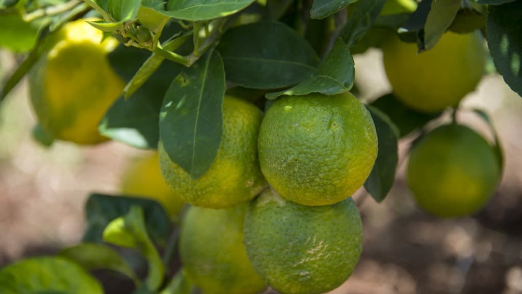Des agrumes touchés par la maladie du "greening", en avril 2018 à Petit-Bourg (Guadeloupe). Des agrumes touchés par la maladie du "greening", en avril 2018 à Petit-Bourg (Guadeloupe).