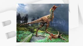 Illustration d'un Gorgosaurus libratus, dinosaure cousin du tyrannosaure, en train de manger de petits dinosaures de type Citipes elegans