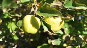 Une entreprise canadienne commercialise des pommes génétiquement modifiées (photo d'illustration). 