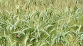 Un champ de blé à Ossas-Suhare, dans les Pyrénées-Atlantiques, le 27 mai 2021