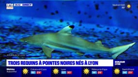 Lyon: trois requins à pointes noires sont nés à l'aquarium