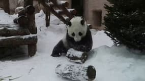 Le panda du zoo de Moscou s'amuse à faire des galipettes dans la neige
