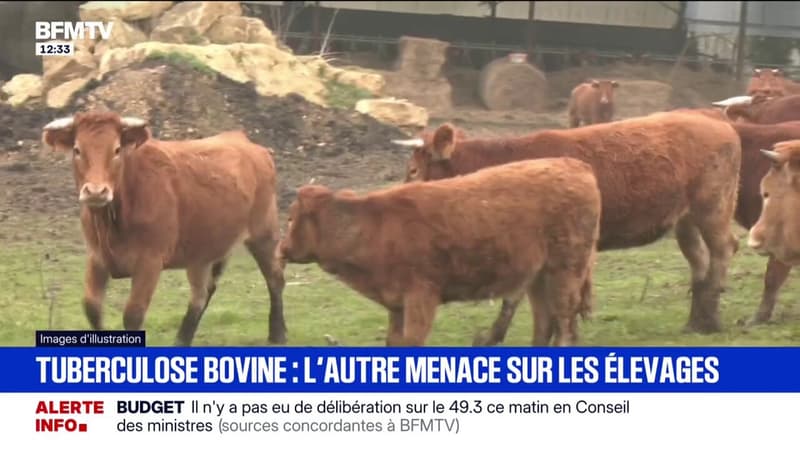 Tuberculose bovine: quatre foyers détectés dans l'Orne