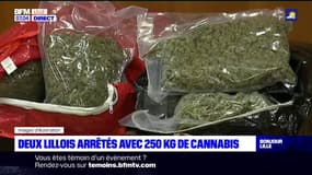 Lille: deux jeunes arrêtés avec 250 kg de cannabis dans leur voiture
