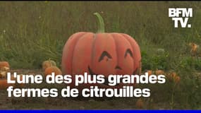  L'une des plus grandes fermes de citrouilles du Royaume-Uni 