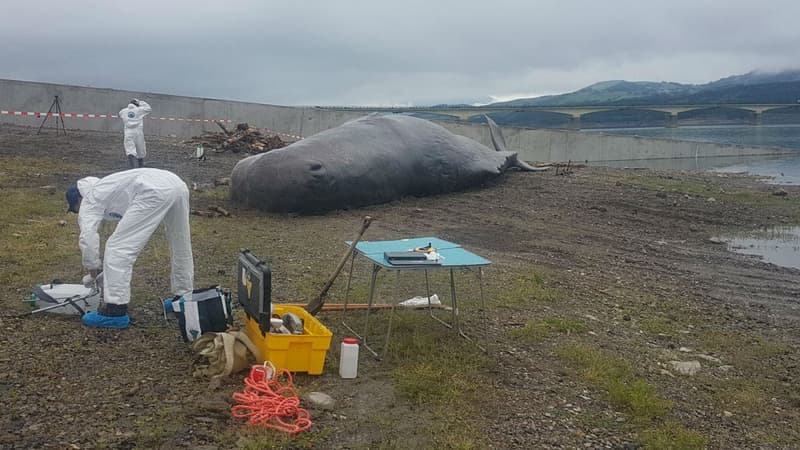 Un cachalot se serait-il échoué sur les berges du lac de Serre-Ponçon, dans les Hautes-Alpes?