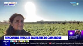 À la rencontre des taureaux de Camargue