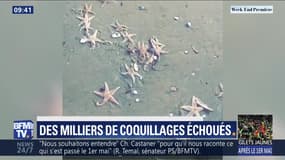 Des milliers de coquillages échoués