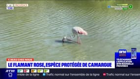 C beau chez nous: le flamant rose, espèce protégée de Camargue