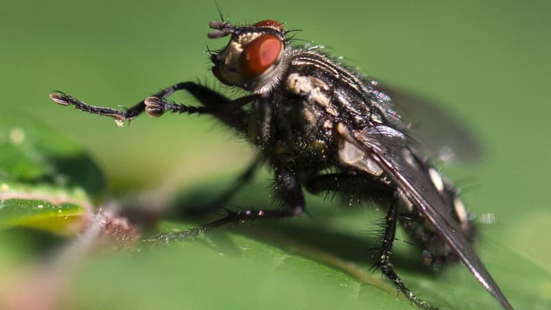 Une mouche (illustration)