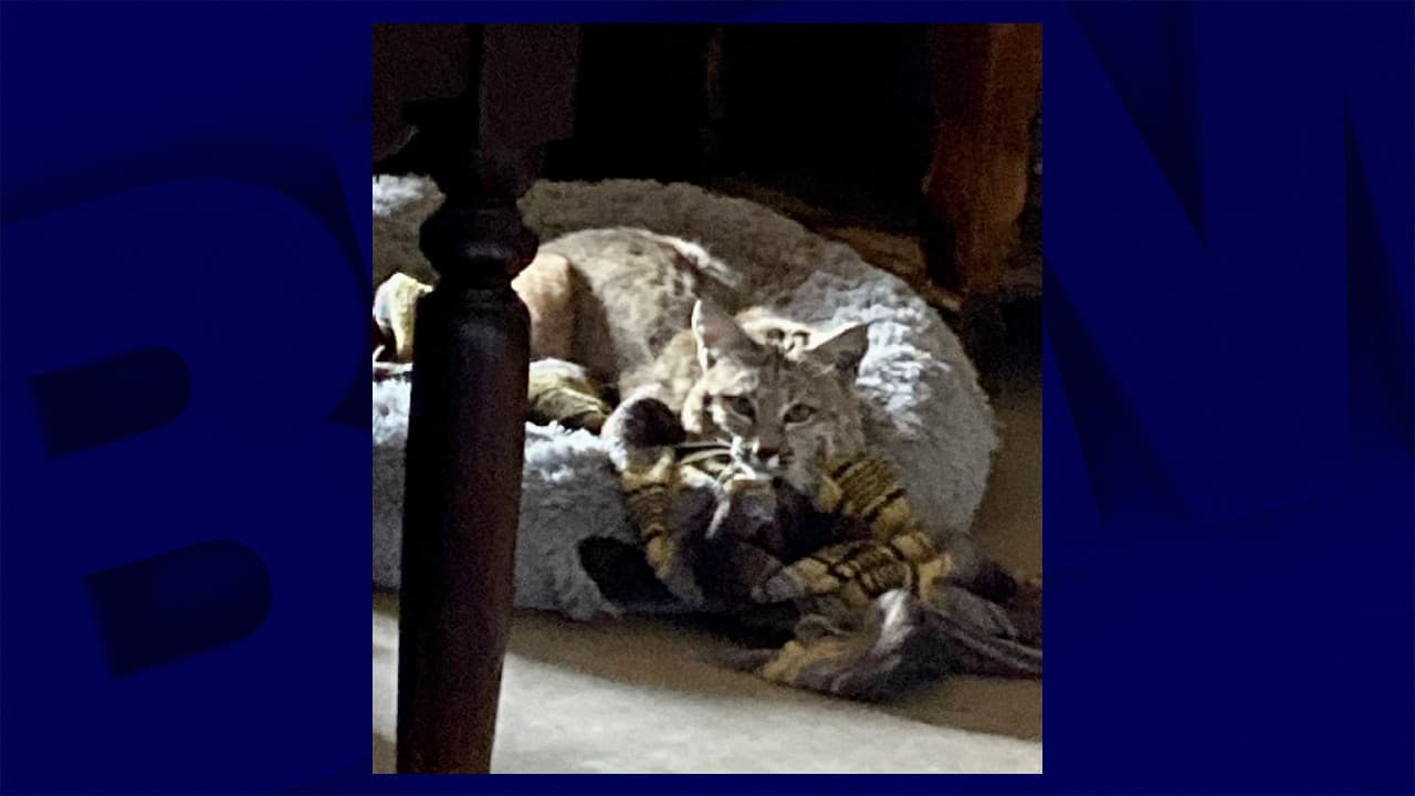 Een man ontdekt een lynx in de mand van zijn hond