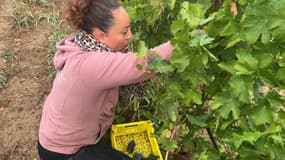 Sarah Pascal, gérante de l'exploitation viticole du domaine Nosary à Villeneuve