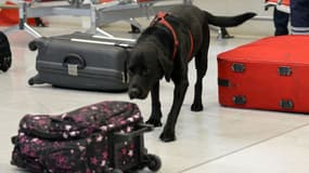 Un chien renifleur à l'aéroport d'Orly, le 28 décembre 2015