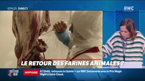 Dupin Quotidien : Le retour des farines animales ? - 02/06