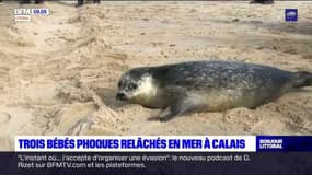 Calais: trois bébés phoques relâchés en mer