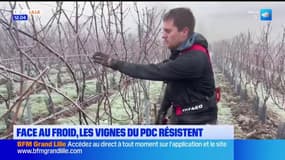 Pas-de-Calais: face au froid, les vignes résistent