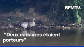 Grippe aviaire: le niveau de risque considéré "élevé" après la découverte de plusieurs foyers