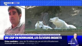 Un loup en Normandie, les éleveurs inquiets - 23/07