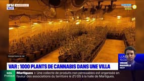 Var: 1000 plants de cannabis saisis dans une villa
