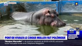 Marseille: Franck Muller dénonce un acharnement après l'annonce du maire Benoît Payan de vouloir saisir la justice pour maltraitance animale