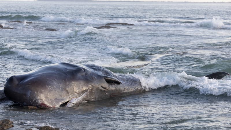 Un cachalot meurt après s'être échoué sur une plage de Loire-Atlantique
