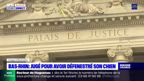 Strasbourg: l'homme qui a défenestré son chien devant le tribunal correctionnel