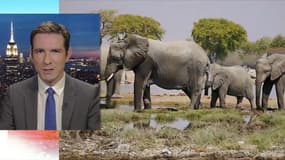 Washington ré-autorise l'importation de trophées d'éléphants