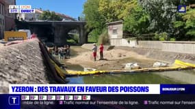 L'Yzeron doit être réaménagée sous un pont d'Oullins pour que les poissons remontent la rivière