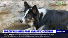 Nombre de vétérinaires, parcs...:Toulon est la meilleure ville de France pour vivre avec un chien