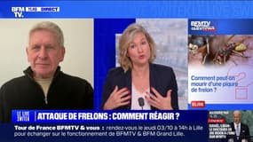 Comment réagir en cas d'attaque de frelons? BFMTV répond à vos questions