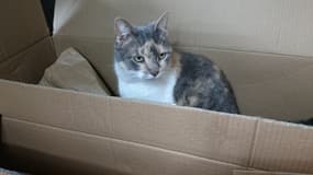 Un chat dans une boîte