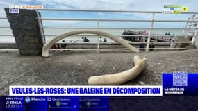 Seine-Maritime: des restes d'une baleine échouée retrouvés sur la plage de Veules-les-Roses