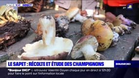 Hautes-Alpes: la récolte des champignons commence dans la forêt du Sapet 