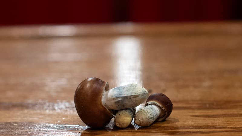 États-Unis: deux randonneurs drogués aux champignons croient leur ami mort par erreur et appellent les secours