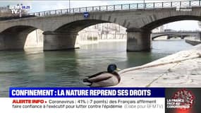 Confinement: la nature reprend ses droits dans les grandes villes