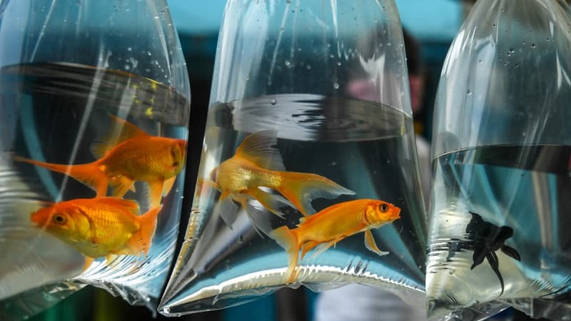 Finistère: une fête foraine retire les poissons rouges des lots à gagner après l'alerte d'une association