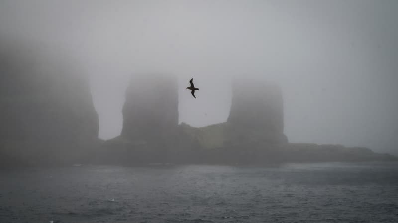 Un oiseau en Antarctique (Photo d'illustration).