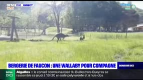 Bergerie de faucon: deux nouveaux pensionnaires sont arrivés 