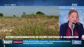 Objectif terre : notre consommation de sucre continue d'augmenter