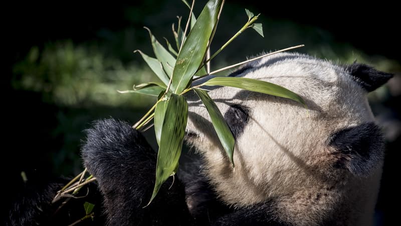 Le panda Xing Er à Copenhague, au Danemark, le 10 avril 2019. (Photo d'illustration)