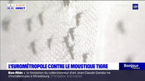 Strasbourg: l'Eurométropole veut intensifier la lutte contre le moustique tigre, 200.000 euros de budget