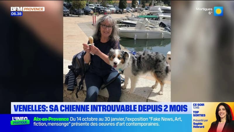 Venelles: sa chienne introuvable depuis deux mois