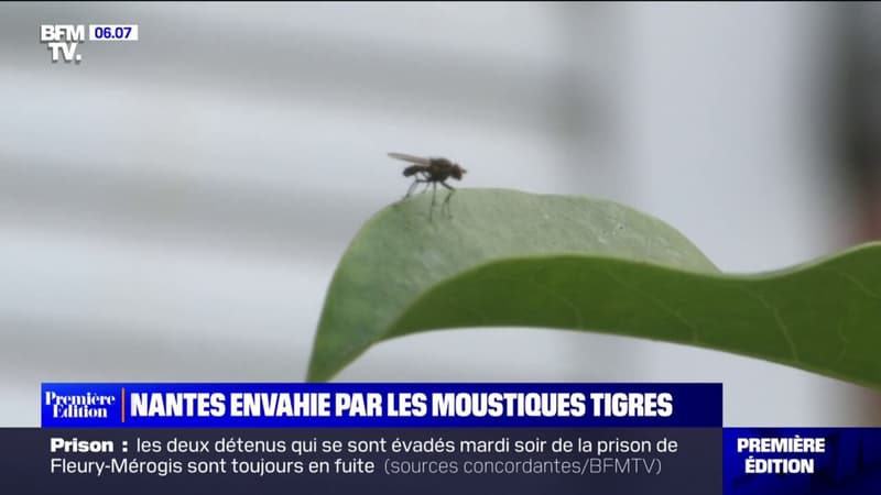 Nantes envahie par les moustiques tigres en raison de l'alternance de pluie et fortes chaleurs