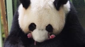 La femelle panda Huan Huan et ses deux nouveaux petits au ZooParc de Beauval le 1er août 2021.