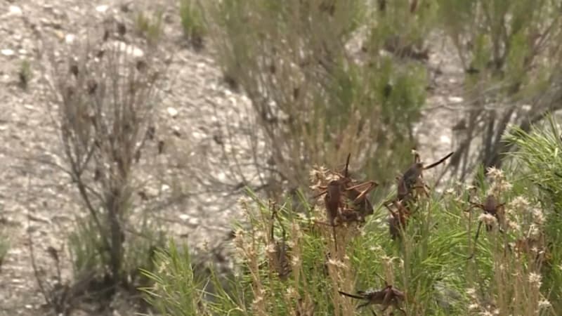 Le Nevada fait face à une invasion de criquets